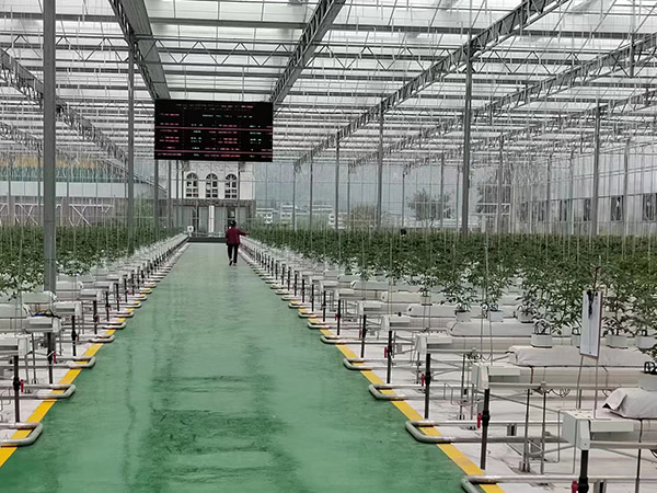 淄博無土栽培培育